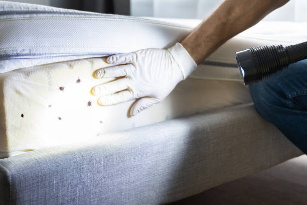 Best Ant Control Services  in Kingman, KS