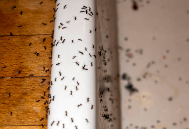 Best Wildlife Control Services  in Kingman, KS