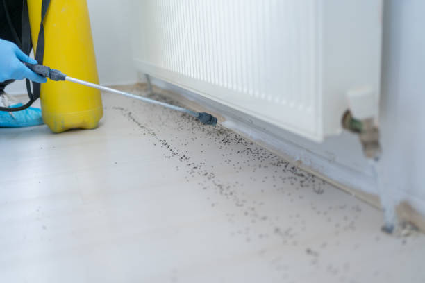Best Wasp Removal Services  in Kingman, KS